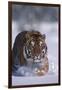 Bengal Tiger Walking in Snow-DLILLC-Framed Photographic Print