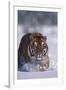 Bengal Tiger Walking in Snow-DLILLC-Framed Photographic Print