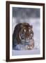 Bengal Tiger Walking in Snow-DLILLC-Framed Photographic Print