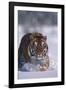 Bengal Tiger Walking in Snow-DLILLC-Framed Photographic Print