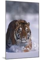 Bengal Tiger Walking in Snow-DLILLC-Mounted Photographic Print