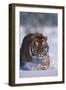 Bengal Tiger Walking in Snow-DLILLC-Framed Photographic Print