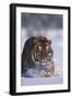 Bengal Tiger Walking in Snow-DLILLC-Framed Photographic Print