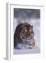 Bengal Tiger Walking in Snow-DLILLC-Framed Photographic Print