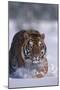 Bengal Tiger Walking in Snow-DLILLC-Mounted Photographic Print