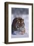 Bengal Tiger Walking in Snow-DLILLC-Framed Photographic Print