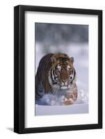 Bengal Tiger Walking in Snow-DLILLC-Framed Photographic Print