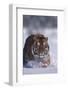 Bengal Tiger Walking in Snow-DLILLC-Framed Photographic Print