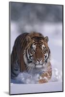 Bengal Tiger Walking in Snow-DLILLC-Mounted Photographic Print