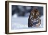 Bengal Tiger Walking in Snow-DLILLC-Framed Photographic Print