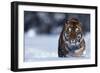 Bengal Tiger Walking in Snow-DLILLC-Framed Photographic Print