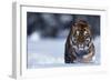 Bengal Tiger Walking in Snow-DLILLC-Framed Photographic Print