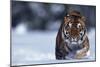 Bengal Tiger Walking in Snow-DLILLC-Mounted Photographic Print