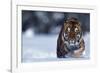 Bengal Tiger Walking in Snow-DLILLC-Framed Photographic Print