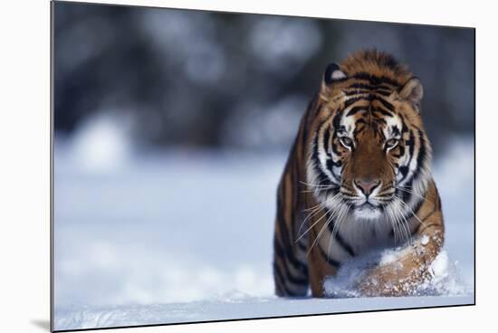 Bengal Tiger Walking in Snow-DLILLC-Mounted Photographic Print