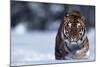 Bengal Tiger Walking in Snow-DLILLC-Mounted Photographic Print