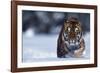 Bengal Tiger Walking in Snow-DLILLC-Framed Photographic Print