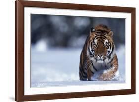 Bengal Tiger Walking in Snow-DLILLC-Framed Photographic Print