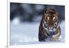 Bengal Tiger Walking in Snow-DLILLC-Framed Photographic Print