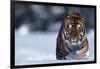 Bengal Tiger Walking in Snow-DLILLC-Framed Photographic Print