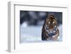 Bengal Tiger Walking in Snow-DLILLC-Framed Photographic Print