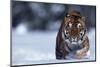 Bengal Tiger Walking in Snow-DLILLC-Mounted Photographic Print