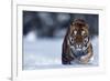 Bengal Tiger Walking in Snow-DLILLC-Framed Photographic Print