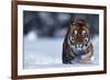 Bengal Tiger Walking in Snow-DLILLC-Framed Photographic Print