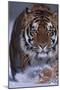 Bengal Tiger Walking in Snow-DLILLC-Mounted Photographic Print