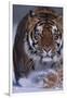 Bengal Tiger Walking in Snow-DLILLC-Framed Photographic Print