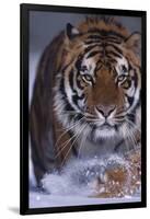 Bengal Tiger Walking in Snow-DLILLC-Framed Photographic Print