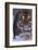 Bengal Tiger Walking in Snow-DLILLC-Framed Photographic Print