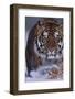 Bengal Tiger Walking in Snow-DLILLC-Framed Photographic Print