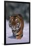 Bengal Tiger Walking in Snow-DLILLC-Framed Photographic Print