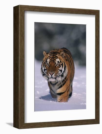 Bengal Tiger Walking in Snow-DLILLC-Framed Photographic Print