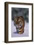 Bengal Tiger Walking in Snow-DLILLC-Framed Photographic Print