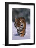 Bengal Tiger Walking in Snow-DLILLC-Framed Photographic Print