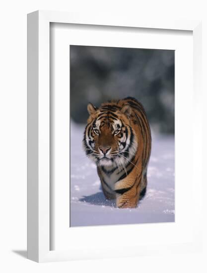 Bengal Tiger Walking in Snow-DLILLC-Framed Photographic Print