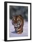 Bengal Tiger Walking in Snow-DLILLC-Framed Photographic Print