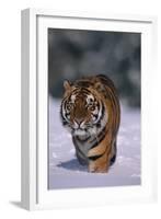 Bengal Tiger Walking in Snow-DLILLC-Framed Photographic Print