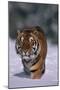 Bengal Tiger Walking in Snow-DLILLC-Mounted Photographic Print