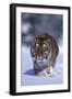 Bengal Tiger Walking in Snow-DLILLC-Framed Photographic Print