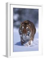 Bengal Tiger Walking in Snow-DLILLC-Framed Photographic Print