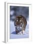 Bengal Tiger Walking in Snow-DLILLC-Framed Photographic Print