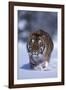 Bengal Tiger Walking in Snow-DLILLC-Framed Photographic Print