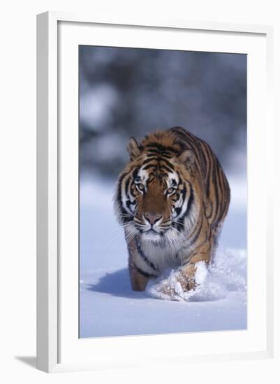 Bengal Tiger Walking in Snow-DLILLC-Framed Photographic Print