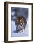 Bengal Tiger Walking in Snow-DLILLC-Framed Photographic Print