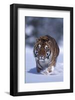 Bengal Tiger Walking in Snow-DLILLC-Framed Photographic Print