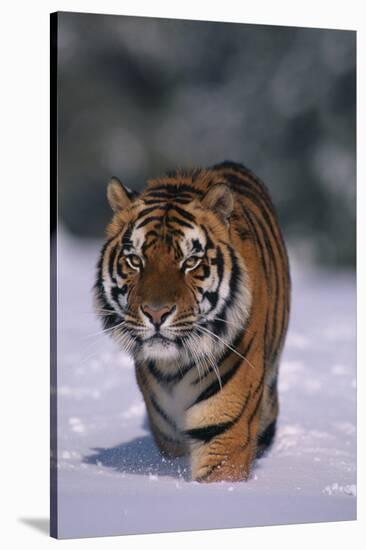 Bengal Tiger Walking in Snow-DLILLC-Stretched Canvas