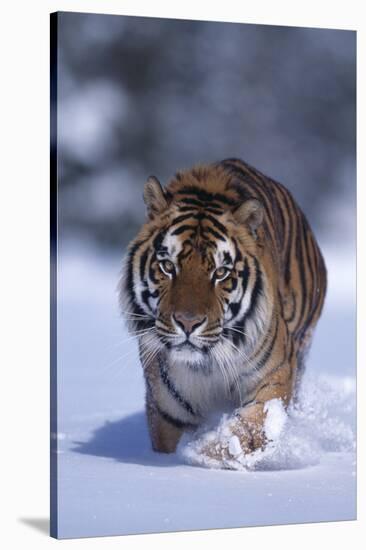 Bengal Tiger Walking in Snow-DLILLC-Stretched Canvas